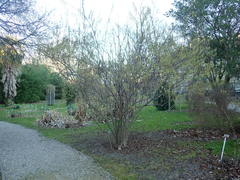 Stachyurus chinensis