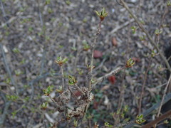 Elaeagnus multiflora