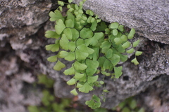 Adiantum bellum