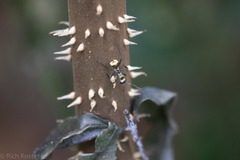 Socratea exorrhiza