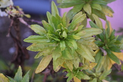 Erigeron darrellianus