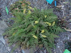Corydalis cheilanthifolia