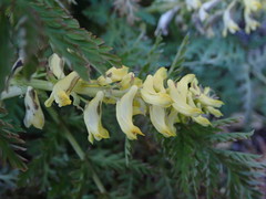 Corydalis cheilanthifolia