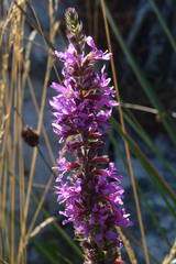 Lythrum salicaria