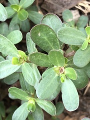 Portulaca oleracea