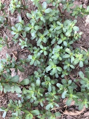 Portulaca oleracea