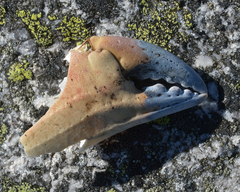 Cancer pagurus
