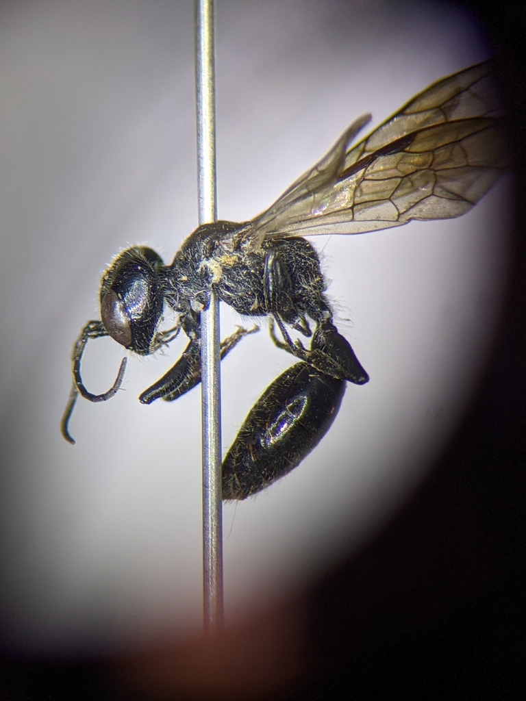 Pemphredon montana