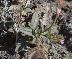 Epilobium minutum