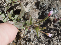 Epilobium minutum