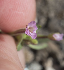 Epilobium minutum
