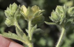 Drymocallis pseudorupestris