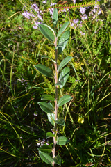 Angiospermae