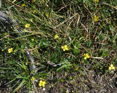 Angiospermae