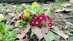 Primula × polyantha