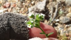 Cryptantha pterocarya pseudocycloptera