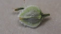 Cryptantha pterocarya pseudocycloptera