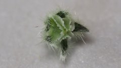 Cryptantha pterocarya pseudocycloptera