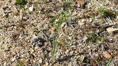 Cryptantha pterocarya pseudocycloptera