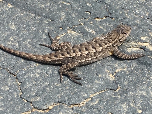 iNaturalist observation photo of Western Fence Lizard