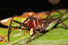 Venatorellus viridipedes