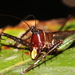 Venatorellus viridipedes - Photo 由 William PERRIN 所上傳的 (c) William PERRIN，保留部份權利CC BY-NC