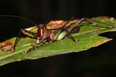 Venatorellus viridipedes