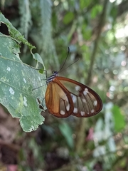 Godyris panthyale panthyale