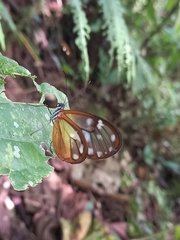 Godyris panthyale panthyale