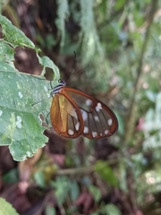 Godyris panthyale panthyale