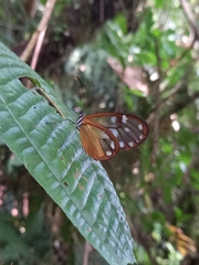 Godyris panthyale panthyale