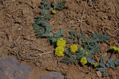 Lomatium austiniae
