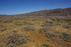 Lomatium austiniae