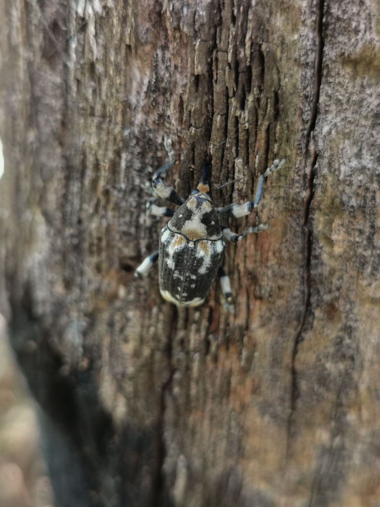 Onchoscelis germari