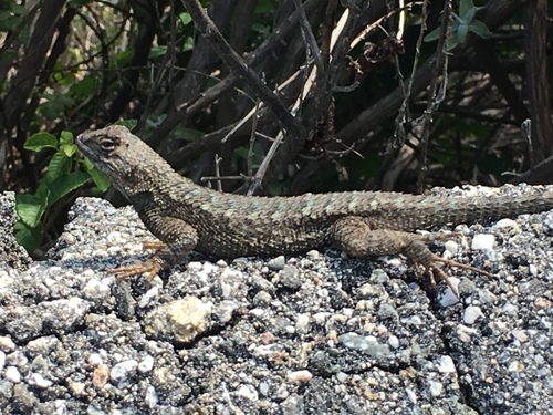 iNaturalist observation photo of Western Fence Lizard