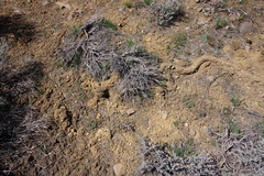 Thomomys talpoides