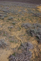 Thomomys talpoides
