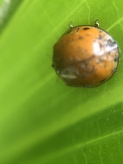 Harmonia axyridis