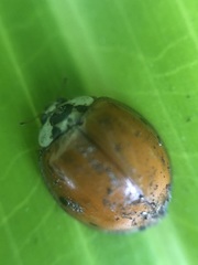Harmonia axyridis