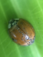 Harmonia axyridis