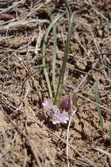 Allium parvum