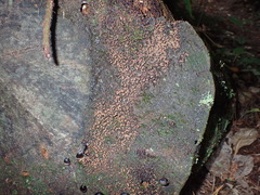 Cribraria cancellata