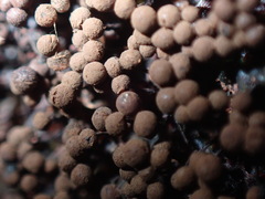 Cribraria cancellata