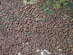 Cribraria cancellata