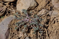 Astragalus obscurus