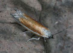 Ypsolopha delicatella