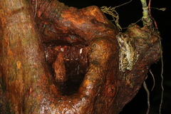 Osteocephalus oophagus