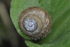 Trochulus phorochaetia