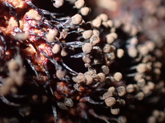 Cribraria cancellata