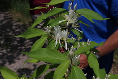 Lonicera